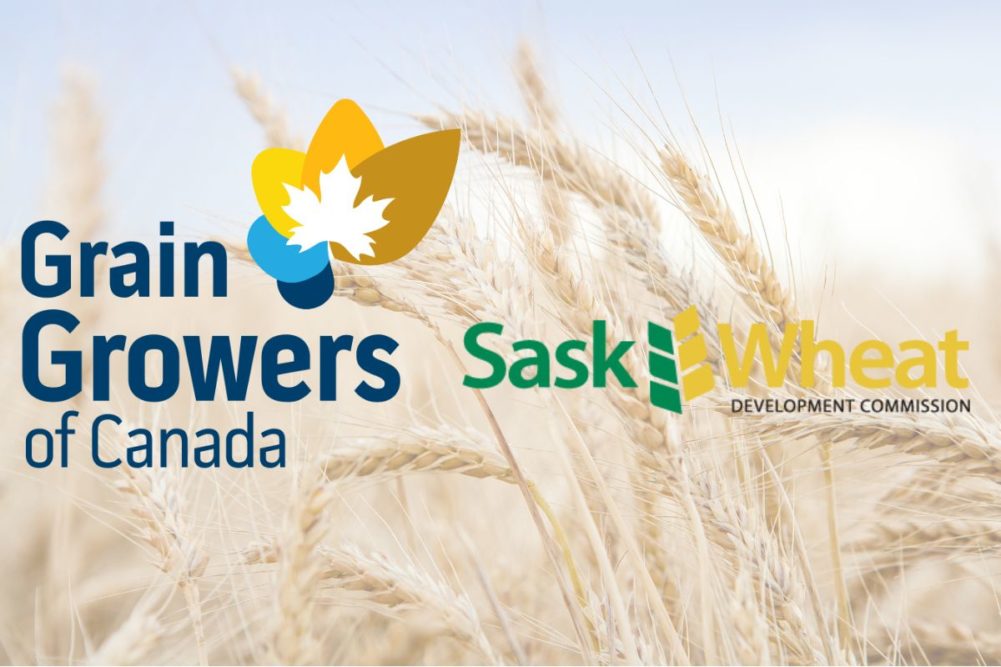 Grain-Growers-Canada-Sask-Wheat