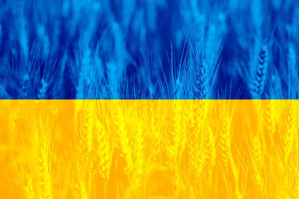 Ukraine-flat-wheat-background