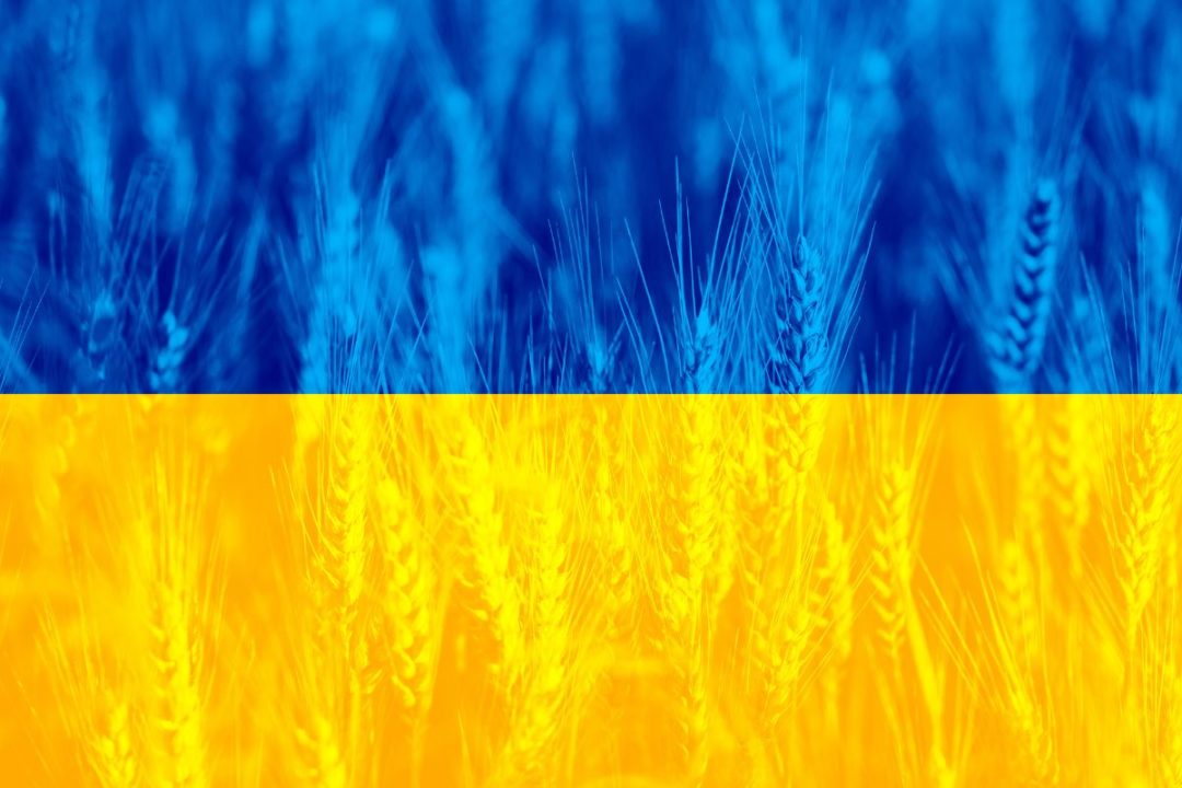 Ukraine-flat-wheat-background