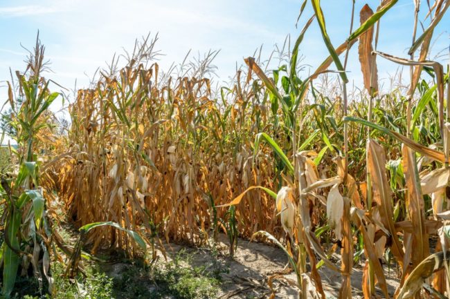Dry-cornfield