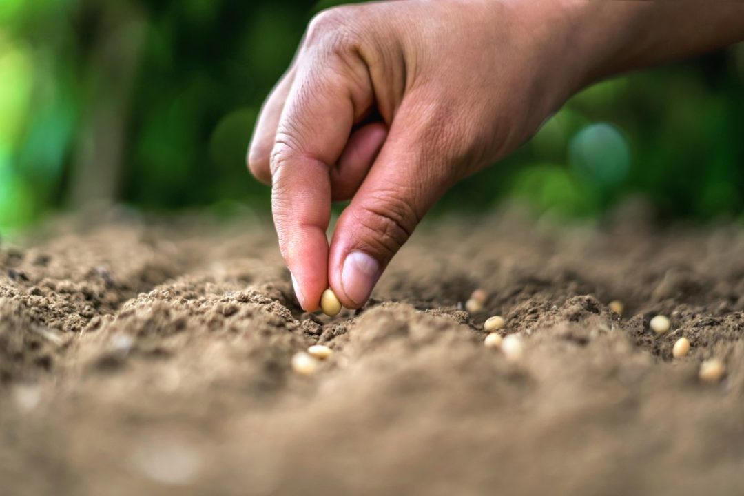 hand planting soy seed garden_cr Adobe Stock_E.jpg
