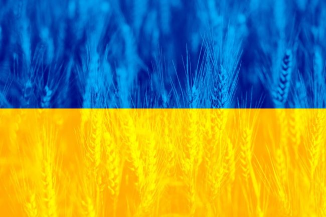 Ukraine flag wheat background_cr Adobe Stock_E.jpg