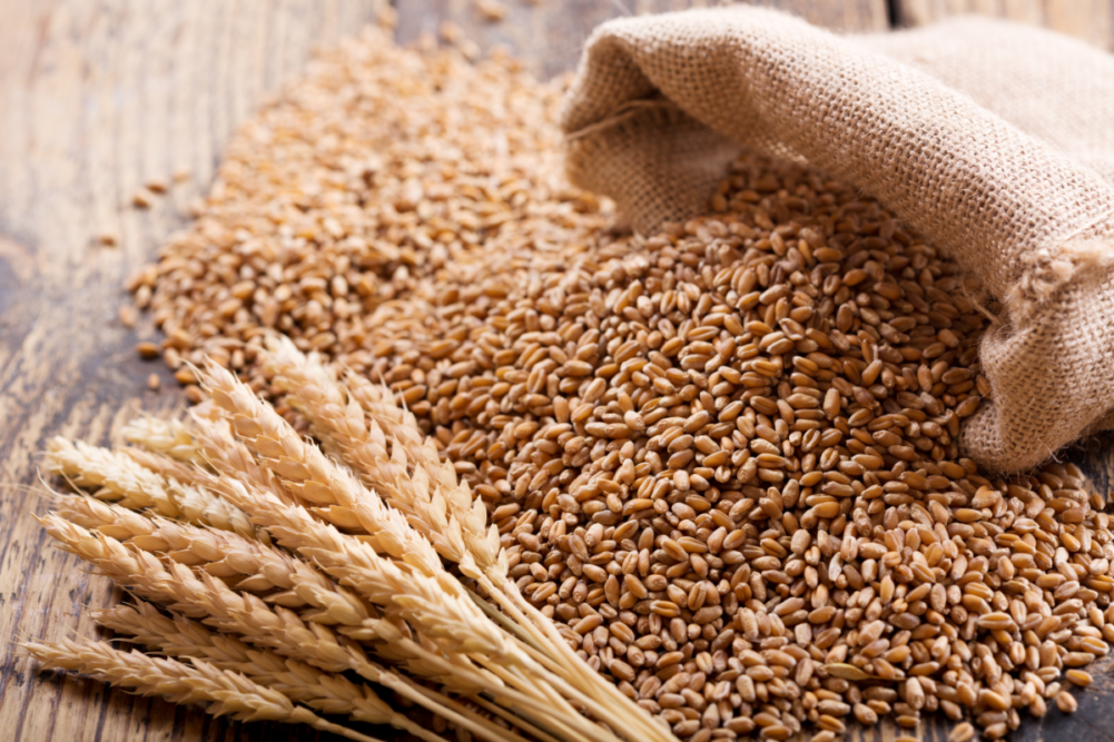 wheat stalks and kernels_photo cred Adobe stock_E.png