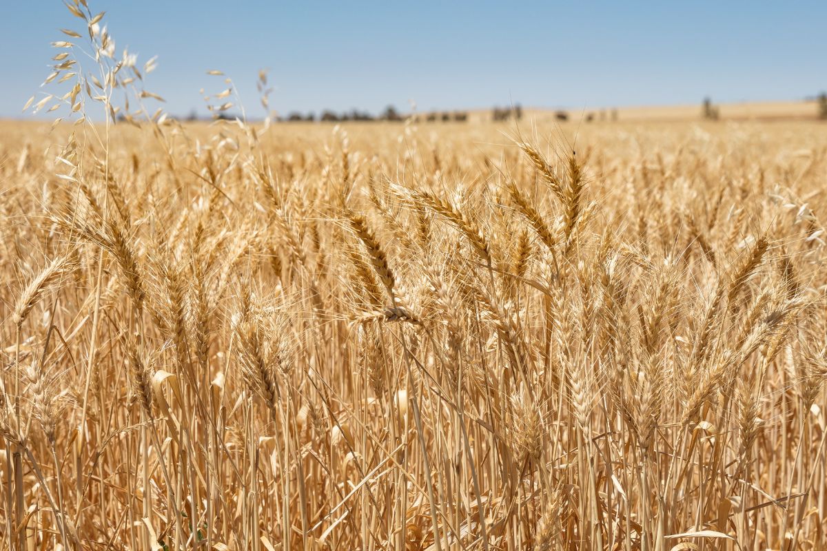 Australia wheat field_cr Adobe Stock_E.jpg