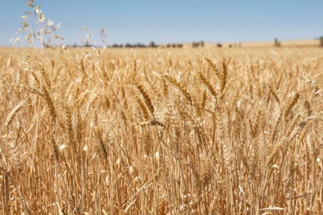 Australia wheat field_cr Adobe Stock_E.jpg