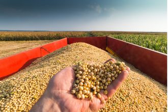 Soybeans harvest hand_cr Adobe Stock_E.jpg