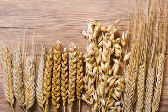 Wheat rye barley oats_cr ©NITR - STOCK.ADOBE.COM.jpg