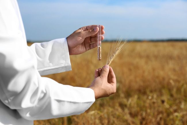wheat research GMO biotechnology_cr ©NEW AFRICA - STOCK.ADOBE.COM.jpg
