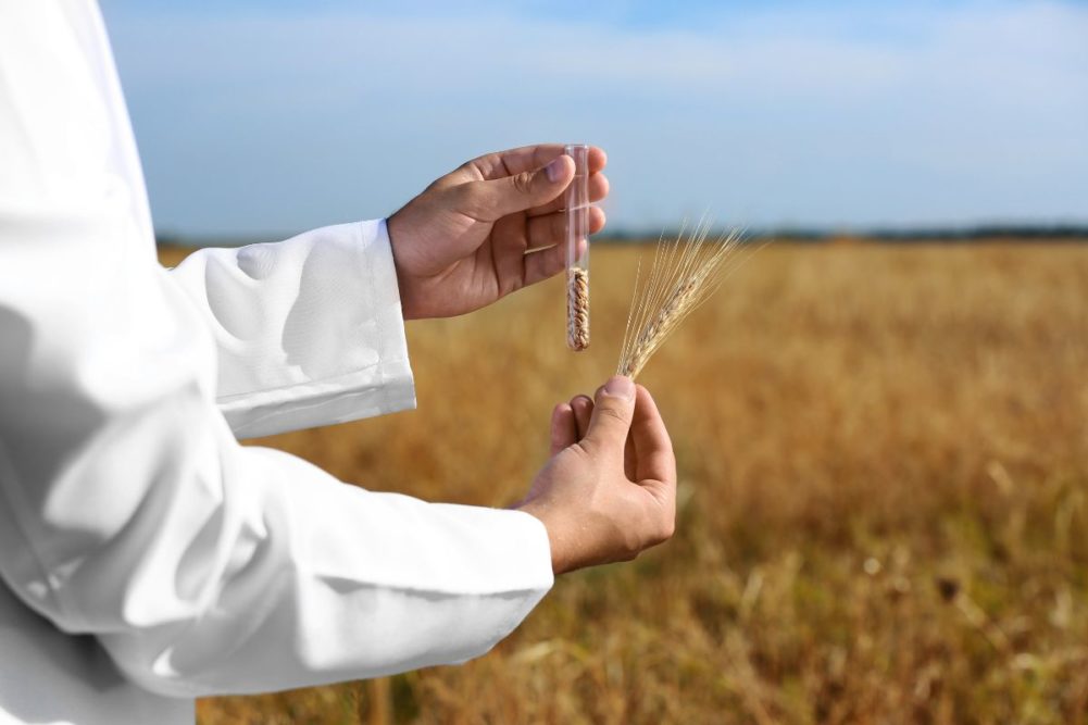 wheat research GMO biotechnology_cr ©NEW AFRICA - STOCK.ADOBE.COM.jpg