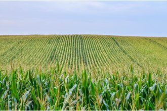 corn field_cr ©KYRYCHUKVITALIY - STOCK.ADOBE.COM_e.jpg