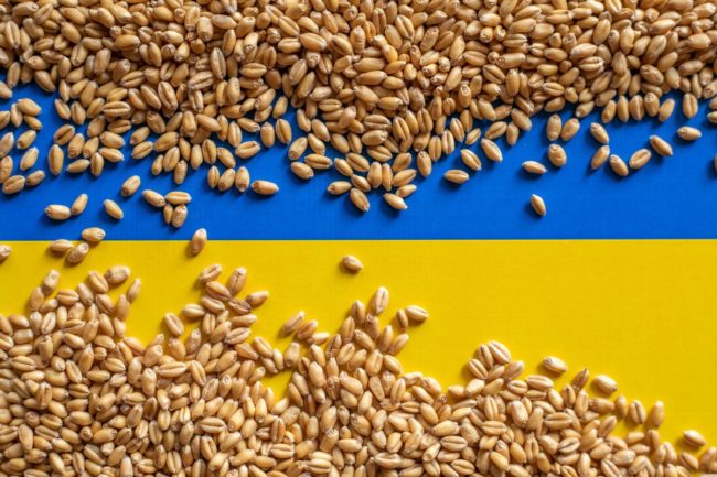 Ukraine flag wheat grain_cr ©ADAM RADOSAVLJEVIC - STOCK.ADOBE.COM_e.jpg