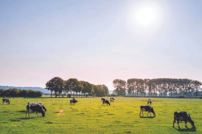cattle grazing_tech profile lede_protein_cr Buhler_E.jpg