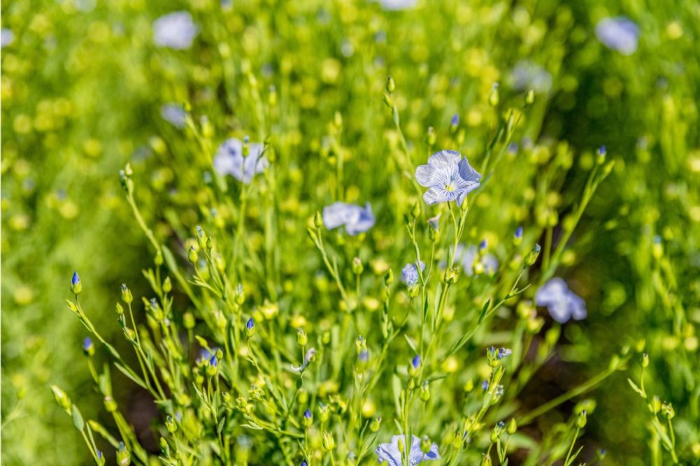 Saskatchewan Canada flax flower in bloom_©NANCY ANDERSON - STOCK.ADOBE.COM_e.jpg