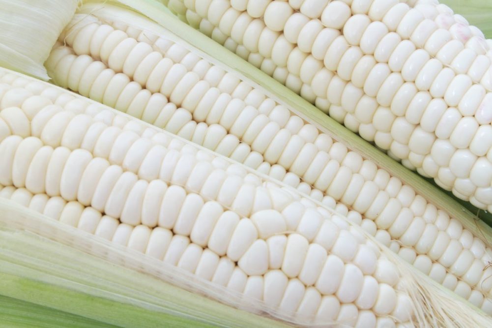 white corn_©VALERI EVLAKHOV - STOCK.ADOBE.COM_e.jpg