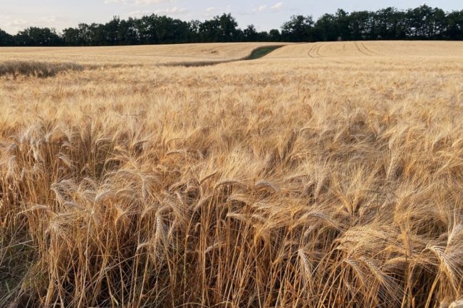 France wheat_©SPORTPOINT - STOCK.ADOBE.COM_e.jpg
