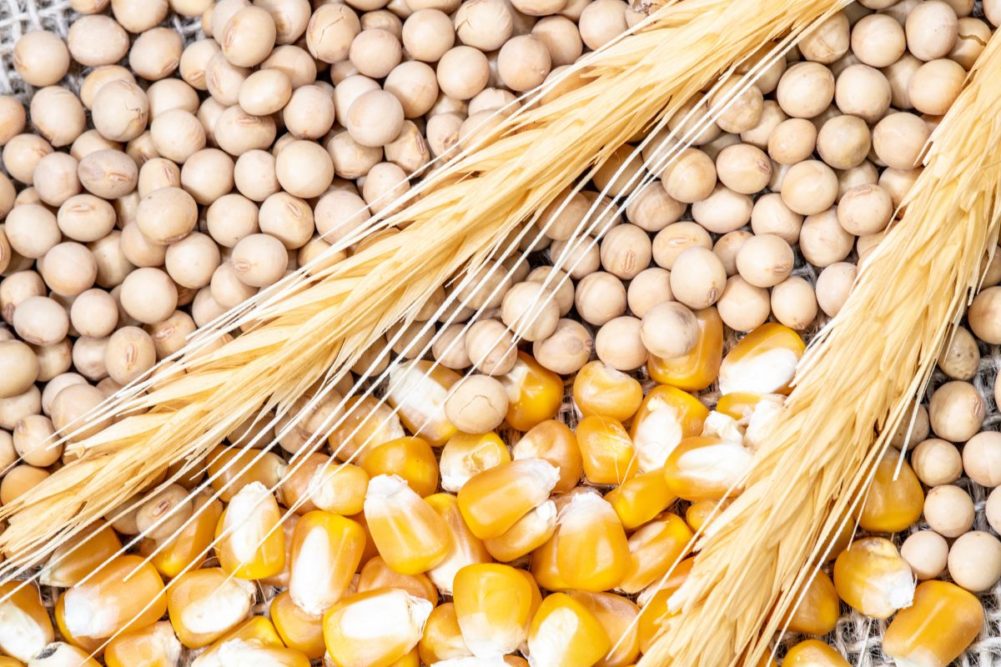 Soybeans corn wheat_©ALFRIBEIRO - STOCK.ADOBE.COM_e.jpg