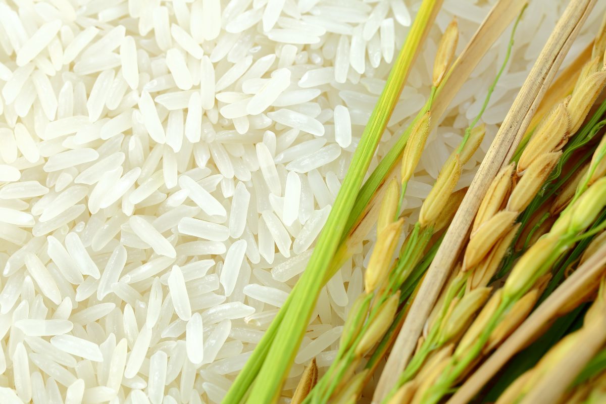 rice_©YAIBUABANN - STOCK.ADOBE.COM_e.jpg
