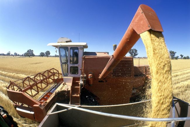 wheat harvest Australia_©169169 - STOCK-ADOBE.COM_e.jpg