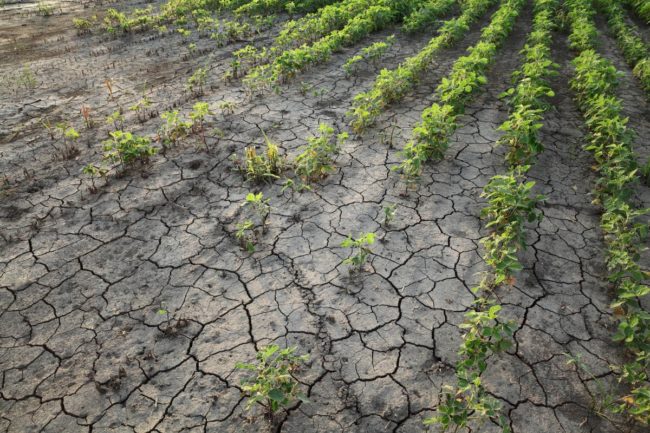 Soybeans drought climate weather_©SIMA - STOCK.ADOBE.COM_e.jpg