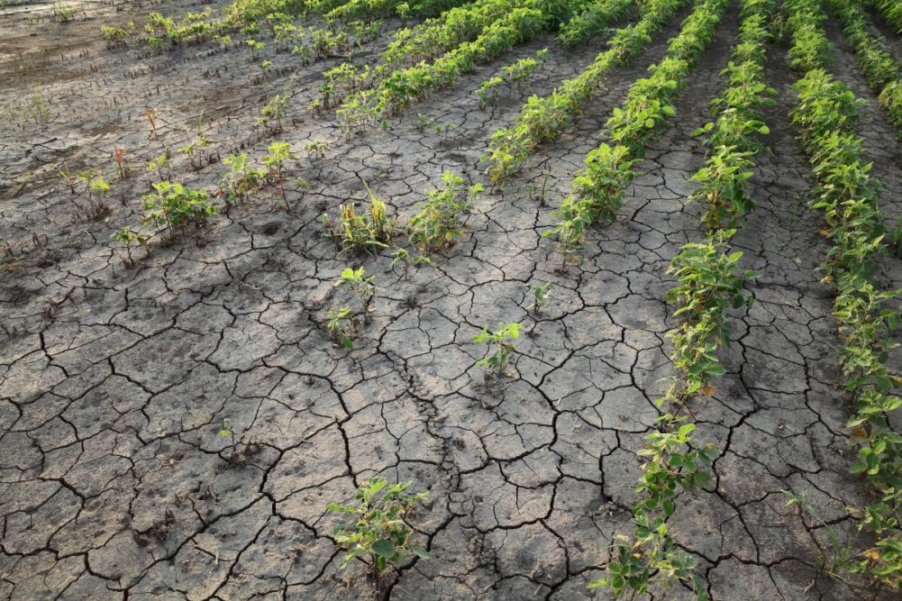 Soybeans drought climate weather_©SIMA - STOCK.ADOBE.COM_e.jpg