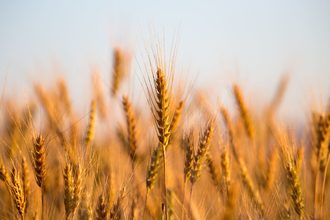 wheat-field_©SCHANKZ-STOCK.ADOBE.COM_e.jpg