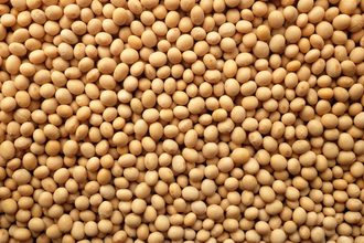 soybeans_©SARAHDOOW - STOCK.ADOBE.COM_e.jpg