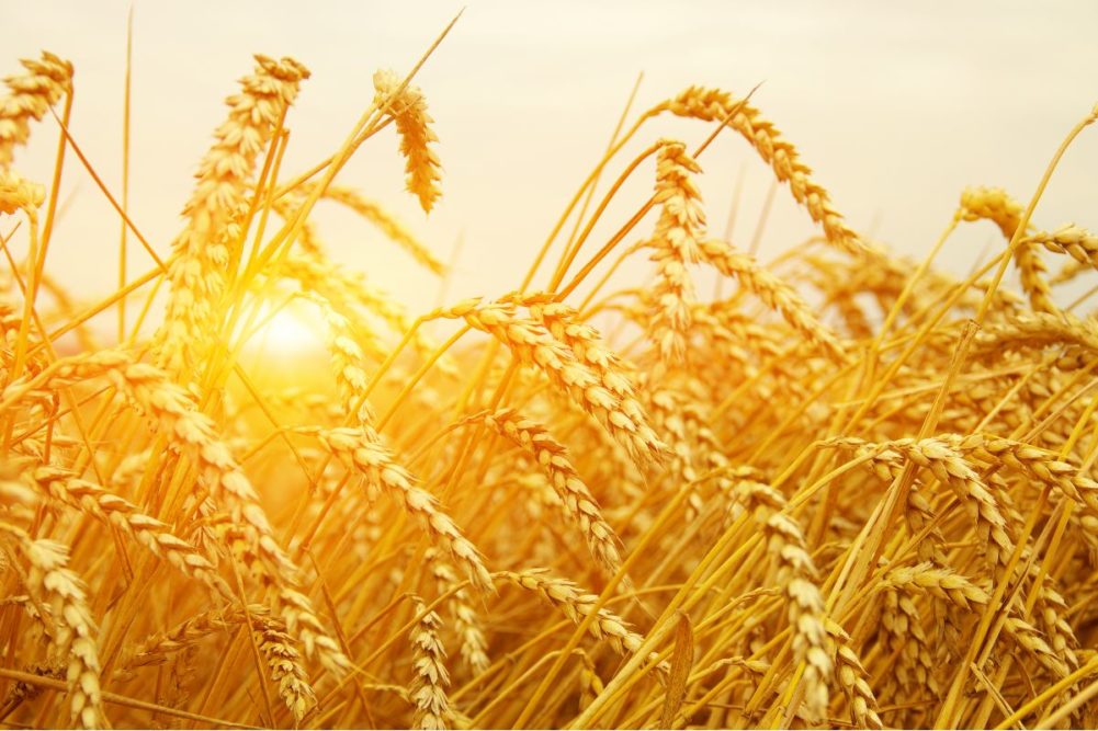 wheat weather_©ALEKSS - STOCK.ADOBE.COM_e.jpg