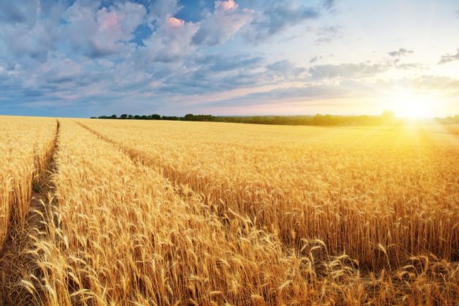 wheat field_©GIS - STOCK.ADOBE.COM_e.jpg