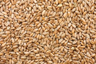 Whole wheat grain kernels  seeds_©STEPAN POPOV - STOCK.ADOBE.COM_e.jpg