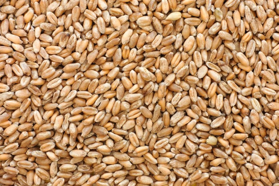 Partnership unveils new wheat seed treatment