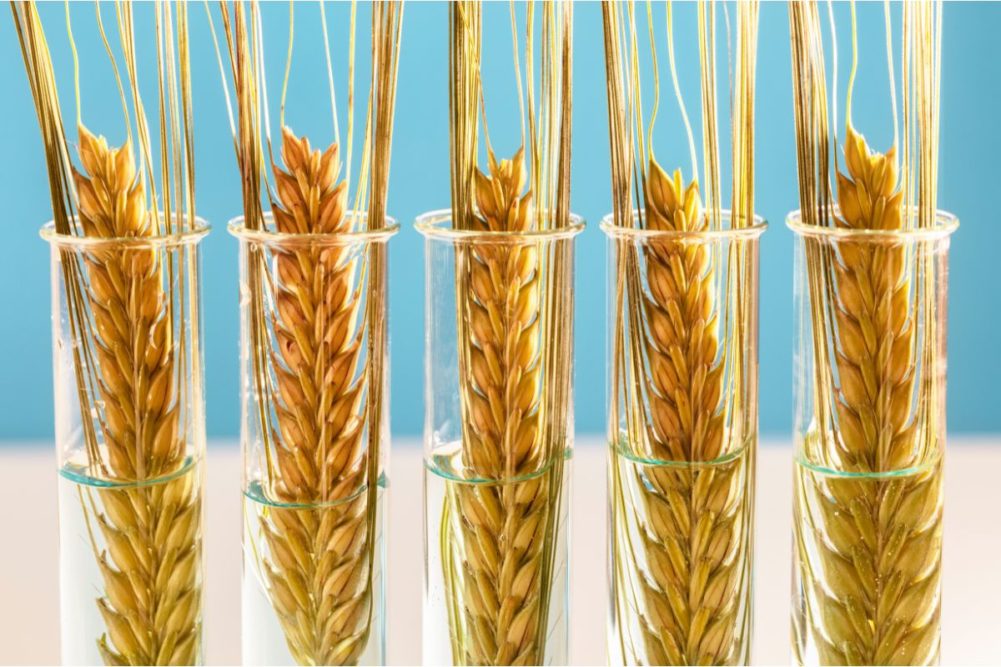 Bioceres HB4 wheat gains approval in Brazil