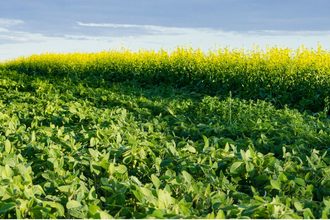 Soybeans Canola field_©KELLY - STOCK.ADOBE.COM_e.jpg