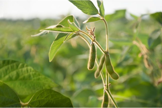 soybeans pods_©ZOYAS2222 - STOCK.ADOBE.COM_e.jpg