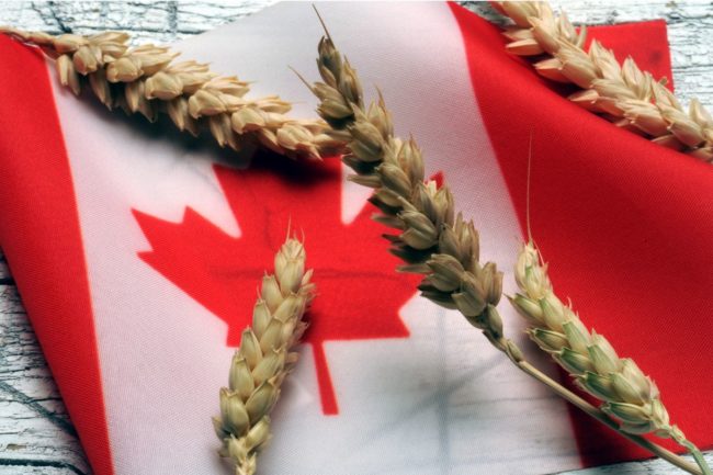 Canada flag wheat grain_©COMUGNERO SILVANA - STOCK.ADOBE.COM_e.jpg