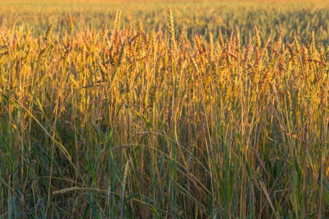 wheat durum field_©YRABOTA - STOCK.ADOBE.COM_e.jpg