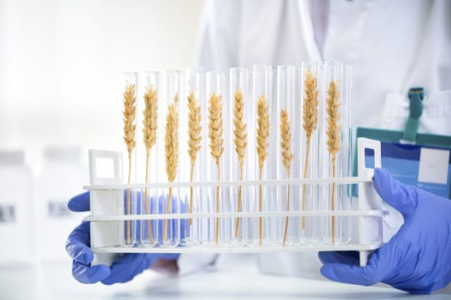Biotech wheat_©DIDESIGN - STOCK.ADOBE.COM_e.jpg