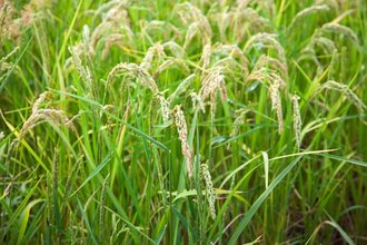 Italian rice field_©DP3010 - STOCK.ADOBE.COM_e.jpg
