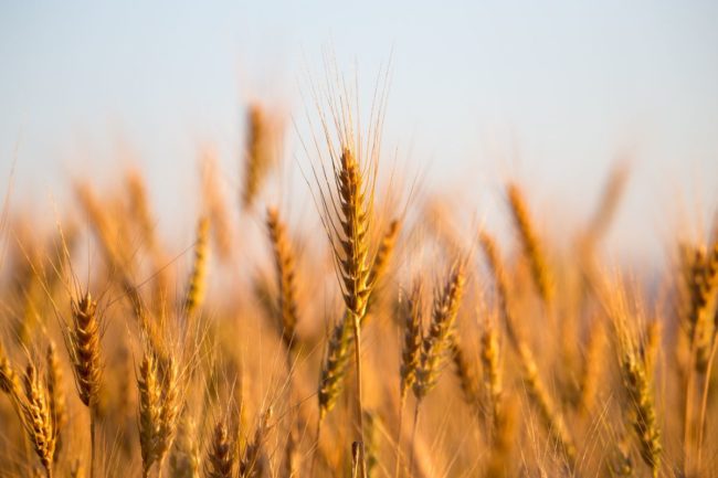 wheat field_©SCHANKZ - STOCK.ADOBE.COM_e (1).jpg