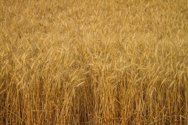 US hard red winter wheat_©MAT - STOCK.ADOBE.COM_e.jpg