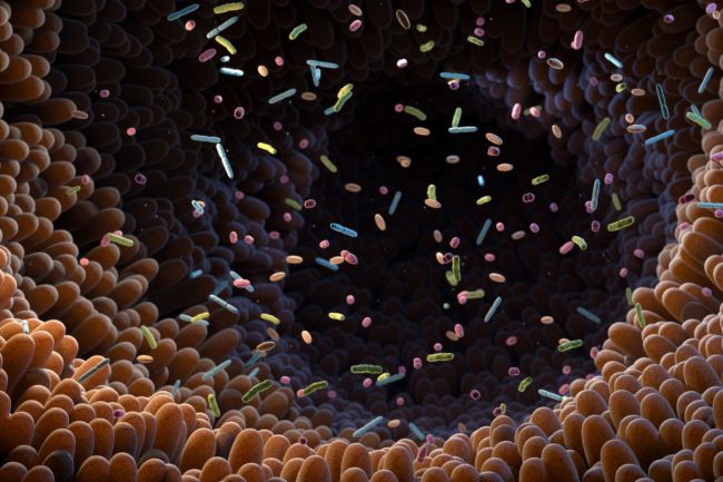 Intestinal bacteria Microbiome_©TATIANA SHEPELEVA_e.jpg