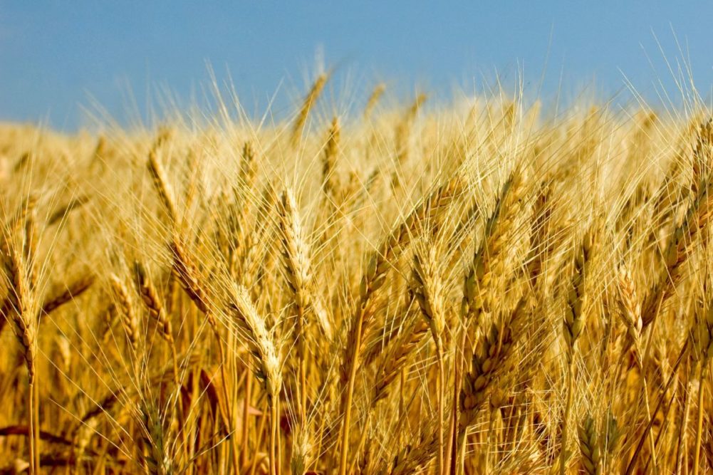 Barley field_©ONGAP - STOCK.ADOBE.COM_e.jpg