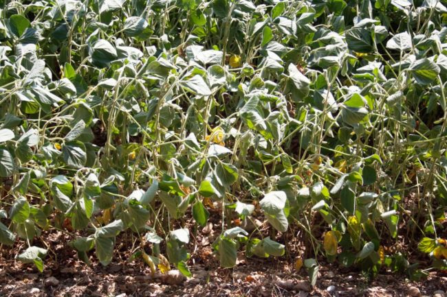 drought soybeans_©SARATM - STOCK.ADOBE.COM_e.jpg