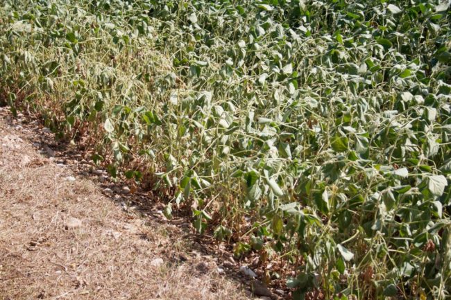 drought soybeans_©SARATM - STOCK.ADOBE.COM_e (1).jpg