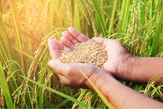 rice sustainability_©SUPARAT1983 - STOCK.ADOBE.COM_e.jpg