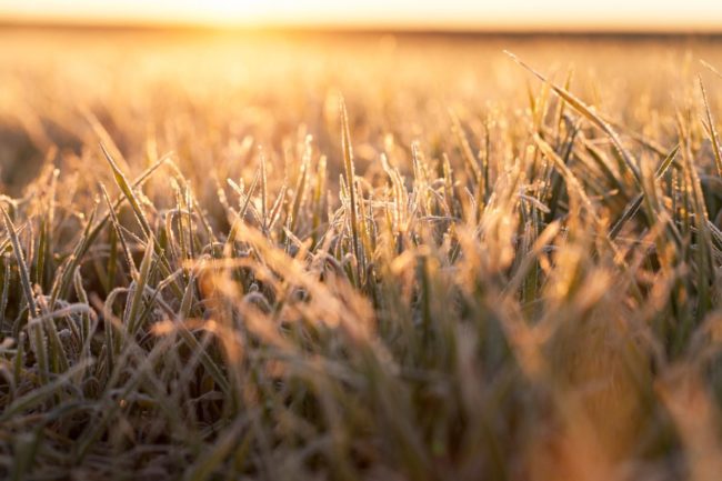 wheat frost_©RSOOLL - STOCK.ADOBE.COM_e.jpg
