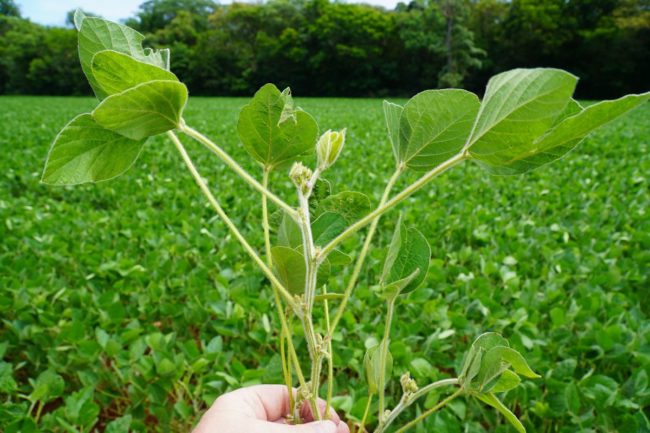 soybeans regenerative ag_©JUERGINHO - STOCK.ADOBE.COM_e.jpg