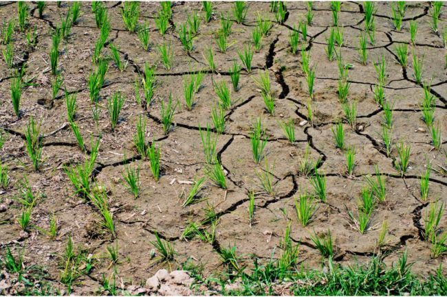 dry rice field India_©BELIKOVA OKSANA_e.jpg