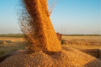 wheat grain harvest_-DUSANPETKOVIC1 - STOCK.ADOBE.COM_e.jpg