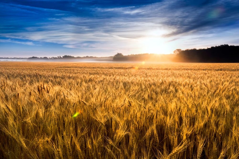 wheat field sustainability_©RICARDOREITMEYER - STOCK.ADOBE.COM_e.jpg