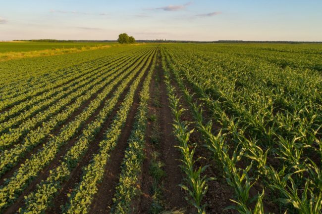 corn soybeans field_©BUDIMIR JEVTIC - STOCK.ADOBE.COM_e.jpg